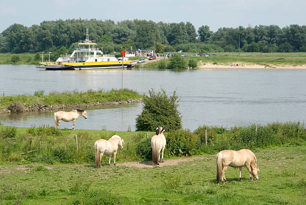 Dutch Landscape: Fjord Horses along the River Lek  lek river in the netherlands stock pictures, royalty-free photos & images
