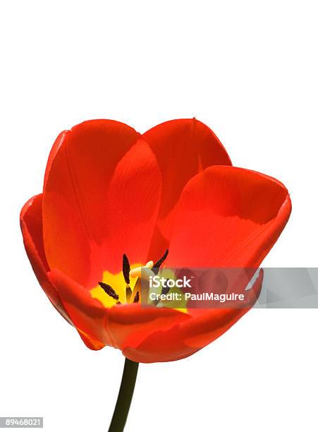 Red Tulip White Background Stock Photo - Download Image Now - Open, Tulip, White Background