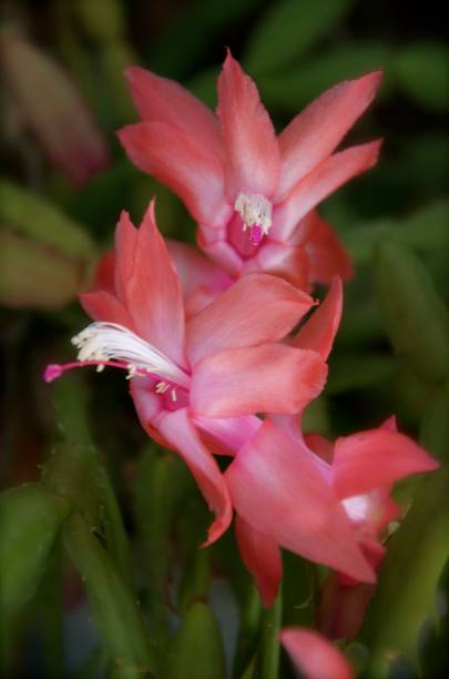 flor de maio ou schlumbergera truncata - flower pot potted plant cactus single flower - fotografias e filmes do acervo