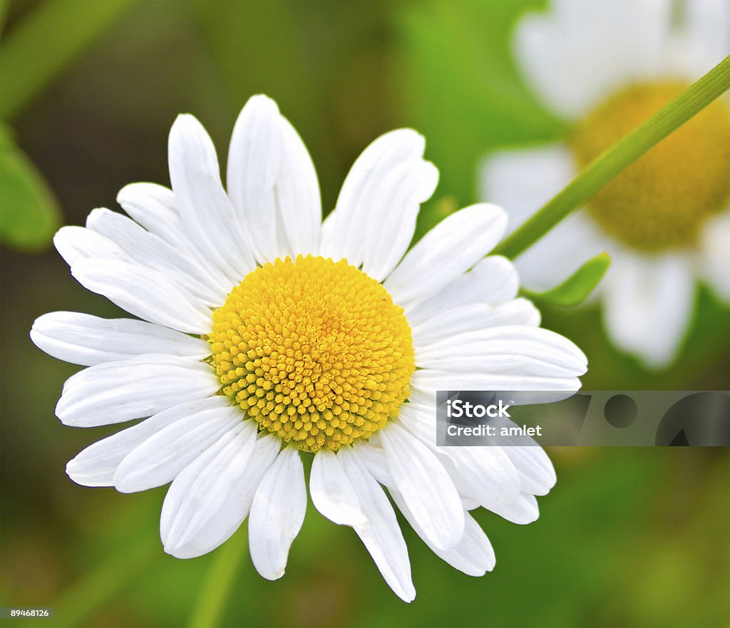 Chamomiles - Foto de stock de Amarillo - Color libre de derechos