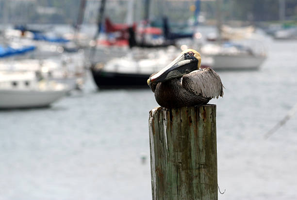 istock Pelican resting in boat marina 89468185