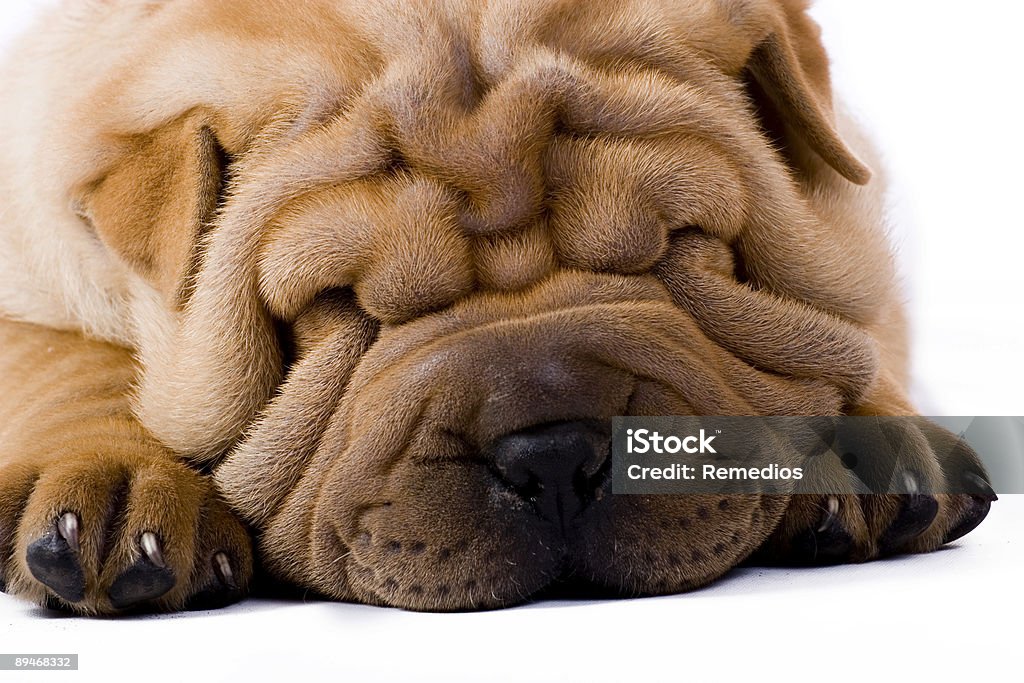 Funny sharpei  Animal Stock Photo