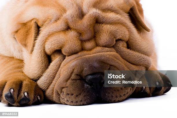 Funny Sharpei Stock Photo - Download Image Now - Animal, Brown, Bull - Animal