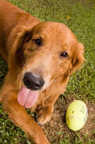 istock Golden retriever with ball 89468405
