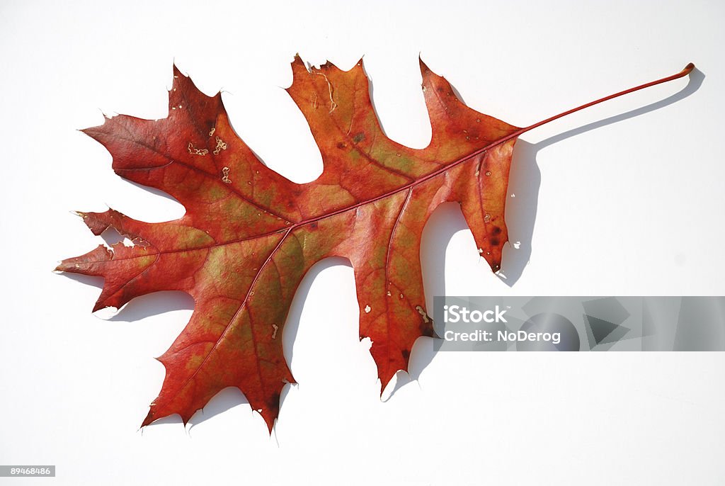Herbst Oak Leaf - Lizenzfrei Baum Stock-Foto