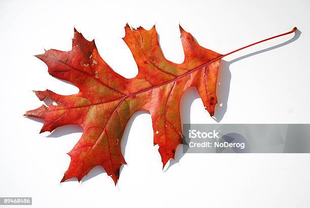 Jesień Liść Dębu - zdjęcia stockowe i więcej obrazów Bez ludzi - Bez ludzi, Białe tło, Czerwony