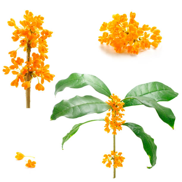 istock flowers of Sweet Osmanthus 894686366