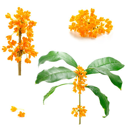 flowers of Sweet Osmanthus on a white background