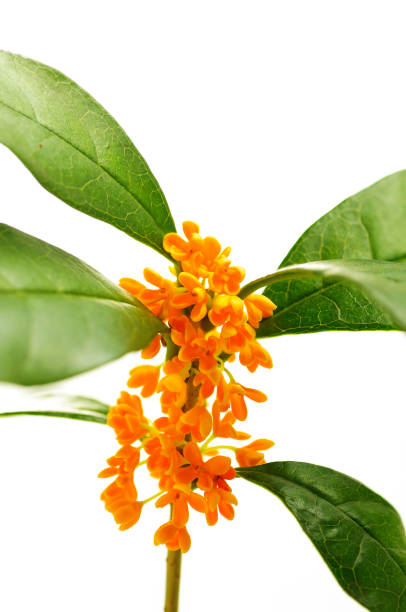 istock flowers of Sweet Osmanthus 894686368