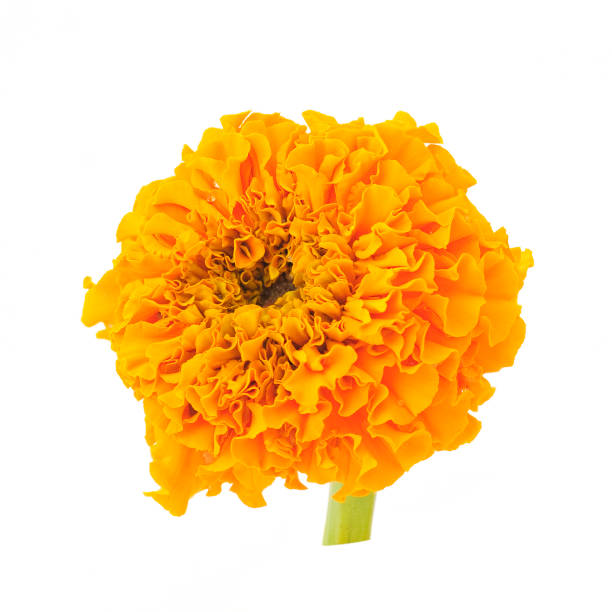 istock flowers of marigold 894686400