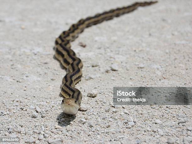 Serpiente Rata Amarilla De Cerca Foto de stock y más banco de imágenes de Aire libre - Aire libre, Amarillo - Color, Bosque