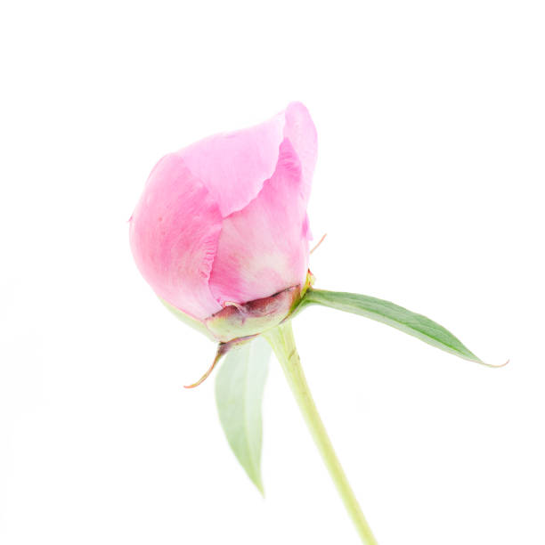 istock pink flowers of peony 894688080