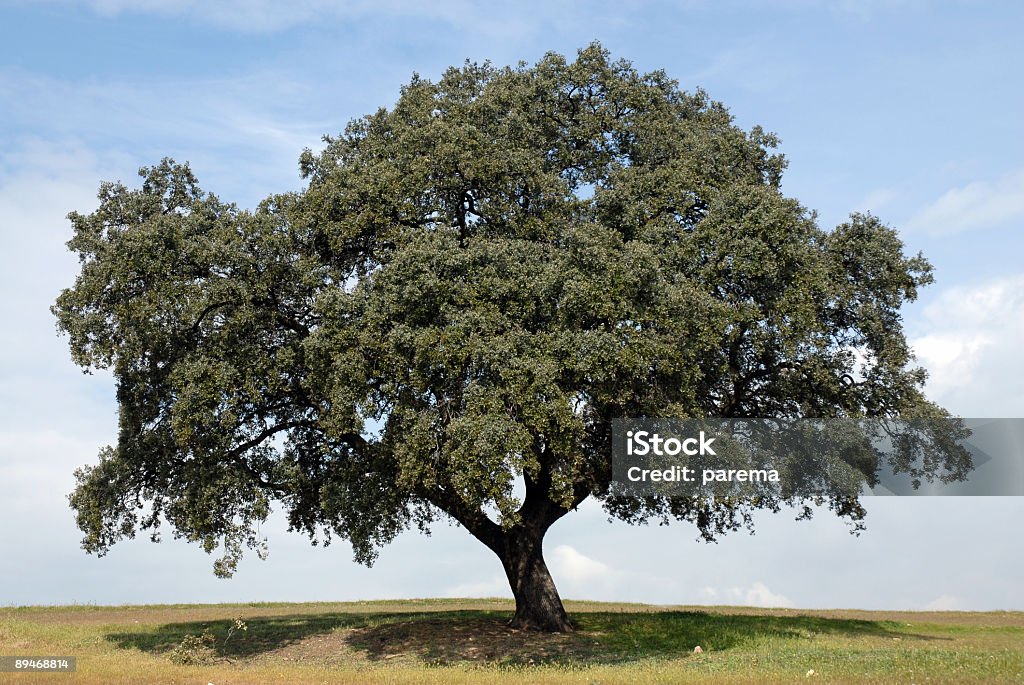 oak tree solitario - Foto de stock de Aire libre libre de derechos