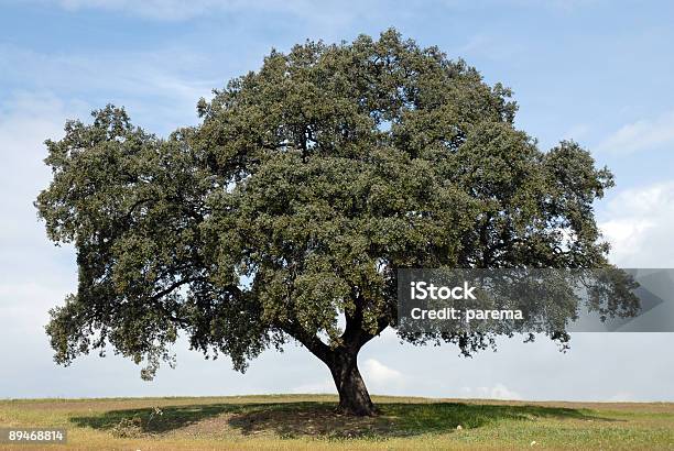 Oak Tree Solitario Foto de stock y más banco de imágenes de Aire libre - Aire libre, Cielo, Color - Tipo de imagen