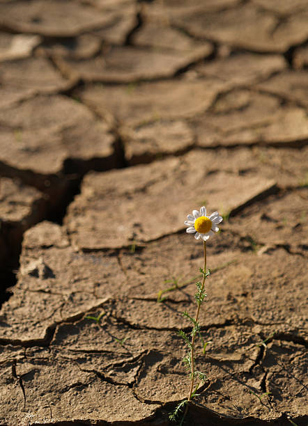 istock Cracked and dried soil With a single flower 89468864