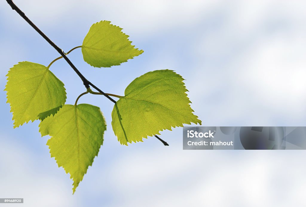Grüne Blätter - Lizenzfrei Abstrakt Stock-Foto