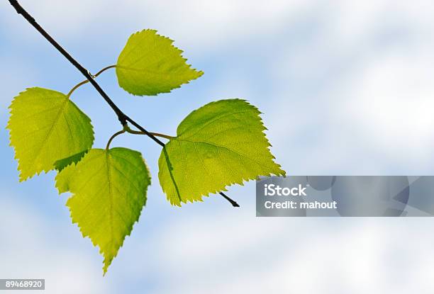 Grüne Blätter Stockfoto und mehr Bilder von Abstrakt - Abstrakt, Ast - Pflanzenbestandteil, Baum