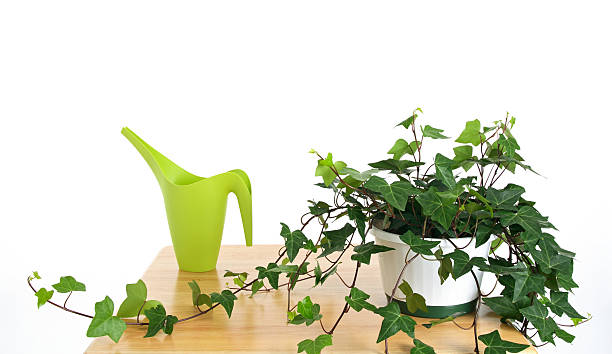 istock Ivy in pot and green watering can 89468949