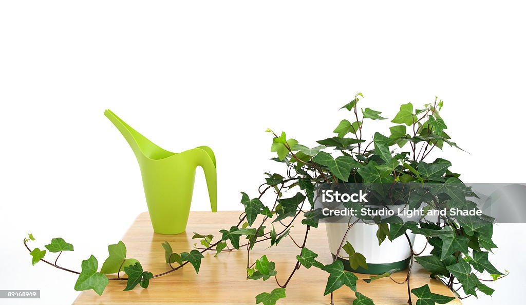 Ivy no Pote e Regador verde - Royalty-free Planta de casa Foto de stock