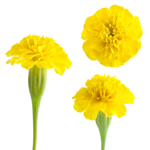 istock flowers of marigold 894690548