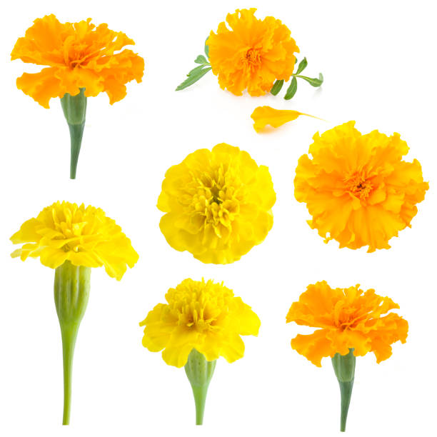 flowers of marigold on a white background