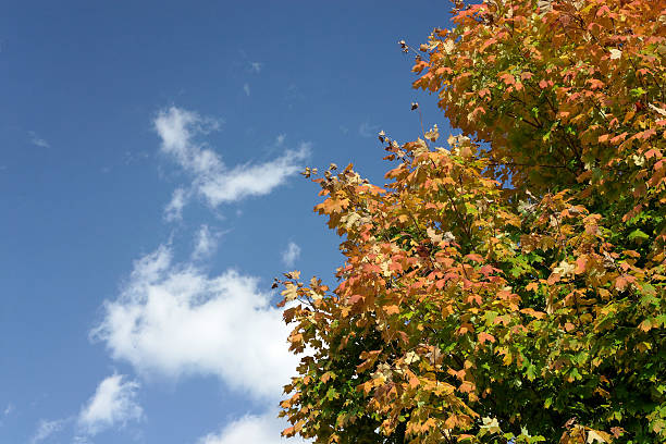 Cтоковое фото Осенний живописным 4