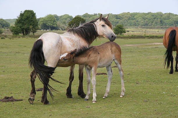 Poni de New Forest y potro - foto de stock