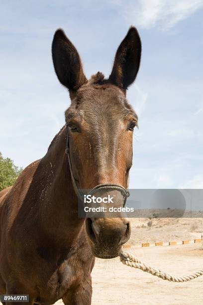Foto de Mule e mais fotos de stock de Animal - Animal, Cabeça de animal, Cabresto