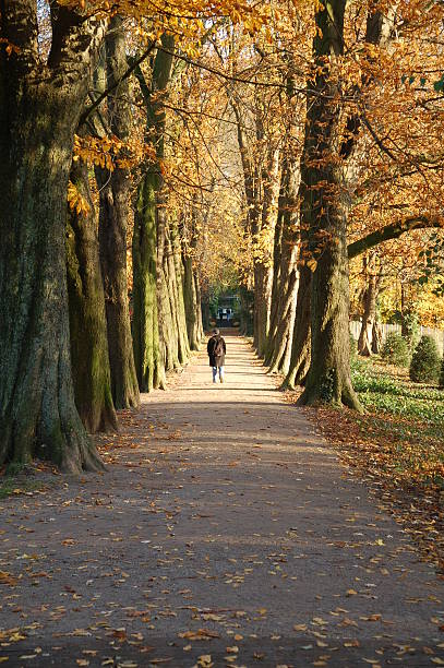 A captivating scene of a magical forest path and tree tunnel at sunrise in autumn color fall season. The dreamy, fairy tale-like pedestrian footpath is lined with old oak trees, their branches forming a natural tunnel. Sun rays filter through the lush yellow and orange leaves, casting a warm glow on the grass. At the end of the tunnel, a traditional Dutch-style house comes into view, adding to the enchanting ambiance of the setting. This picturesque nature background evokes a sense of serenity and wonder, perfect for a peaceful walk in a beautiful, jungle-like forest