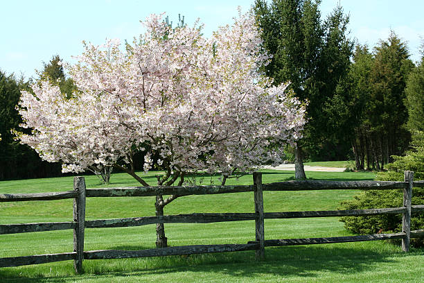 istock Tree blooming near a fence 89469847