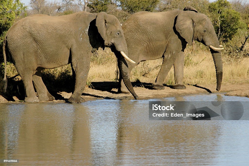 Dos elefantes a - Foto de stock de Abrevadero libre de derechos