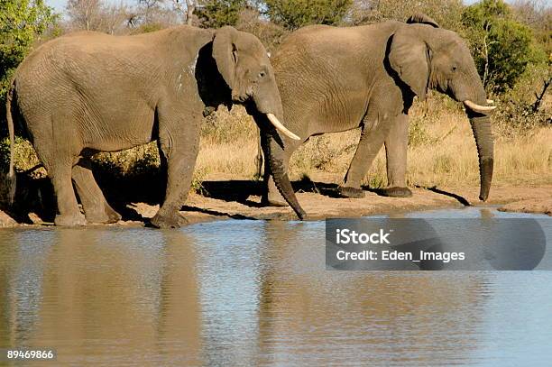 Due Elefanti A Piedi - Fotografie stock e altre immagini di Animale da safari - Animale da safari, Animale maschio, Composizione orizzontale