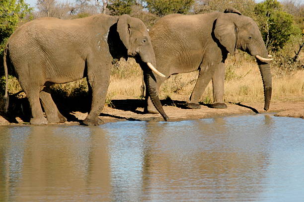 Dois elefantes caminhada - foto de acervo