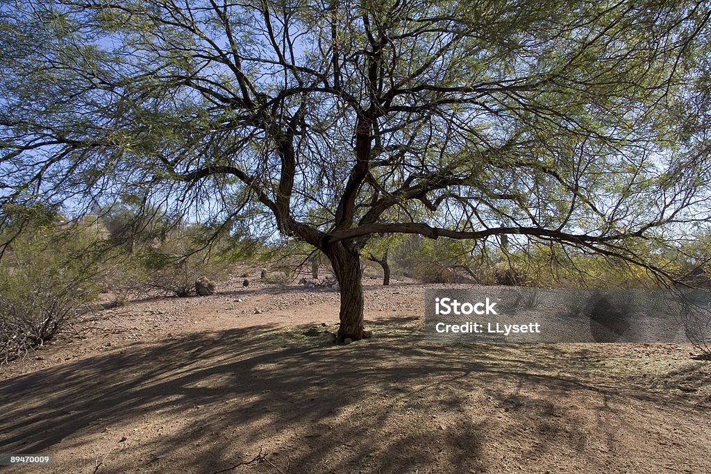 Wüste Baum - Lizenzfrei Mesquitebaum Stock-Foto