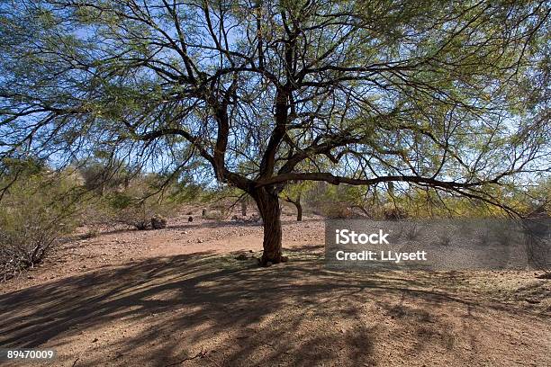 Wüste Baum Stockfoto und mehr Bilder von Mesquitebaum - Mesquitebaum, Baum, Wüste