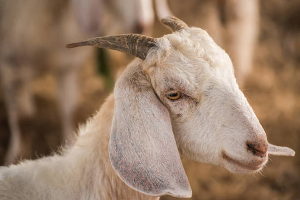istock Close-Up Of Goat 894705954