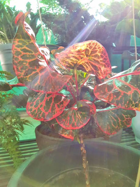 istock Beautiful, attractive and decorative plants 894706098