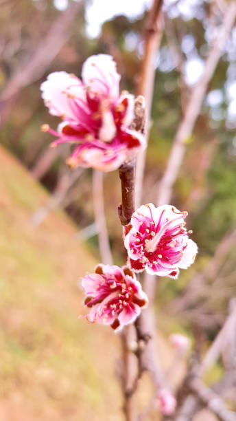 istock Beautiful and attractive flower 894706256