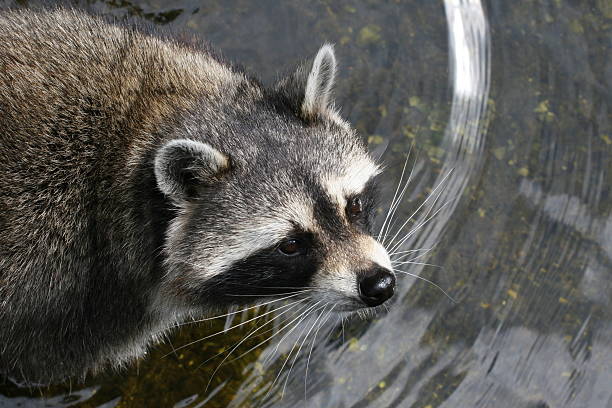 istock Raccoon in the water 89470814