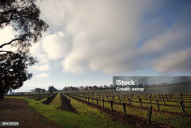 Photo libre de droit de Wine Région banque d'images et plus d'images libres de droit de Agriculture - Agriculture, Californie, Californie du Nord