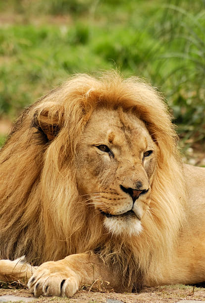 istock African lion with intense look 89471259