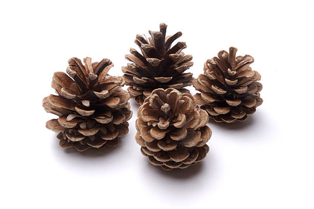 Christmas Holiday Pinecone Ornament stock photo