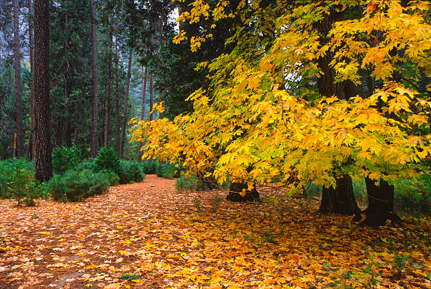 Autumn colors in forest of Yosemite Valley stock photo