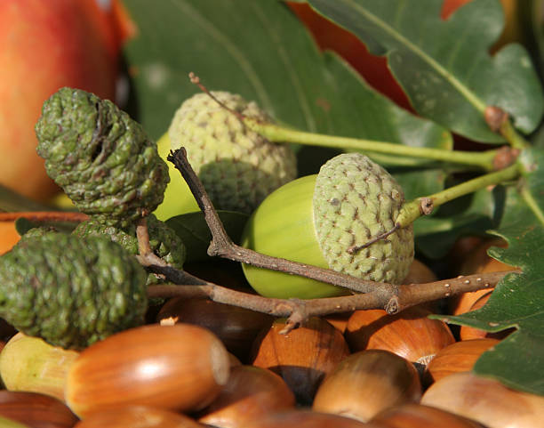 Frutti autunnali - foto stock