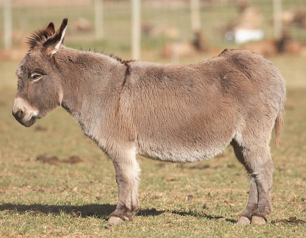 Donkey Stock Photo - Download Image Now - Animal, Ass - Horse Family, Brown  - iStock