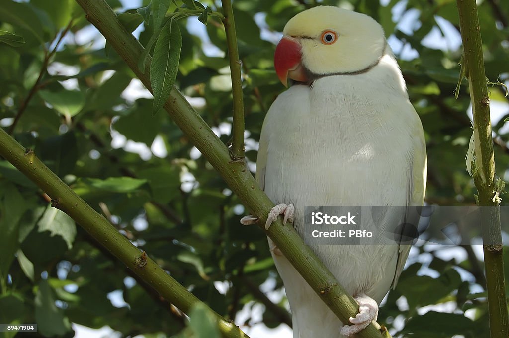 Loro sentado en un árbol - Foto de stock de Amarillo - Color libre de derechos