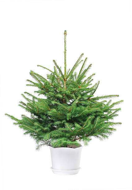 毛皮の裸のクリスマスツリーを flowerpot を飾り、 ストックフォト