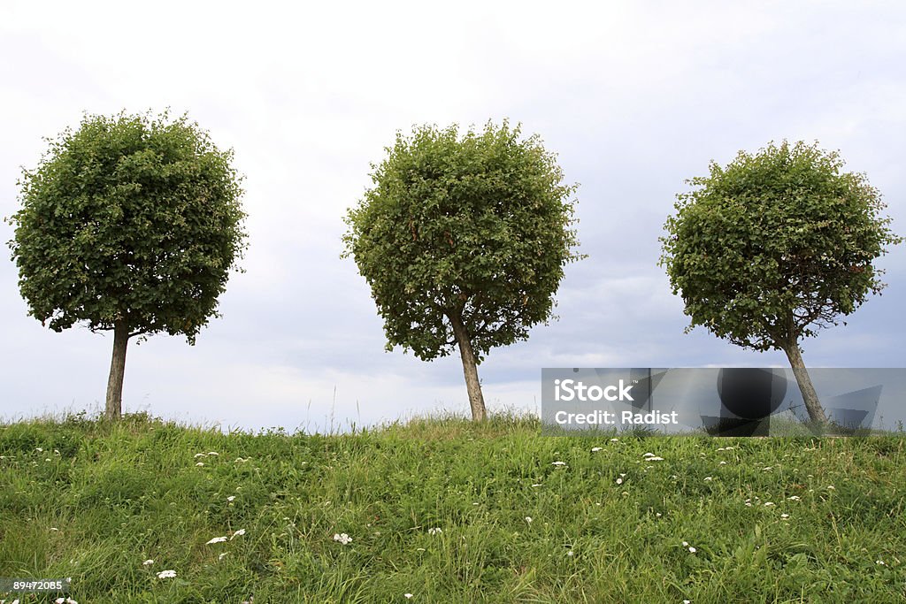 Drei Bäume - Lizenzfrei Abgeschiedenheit Stock-Foto