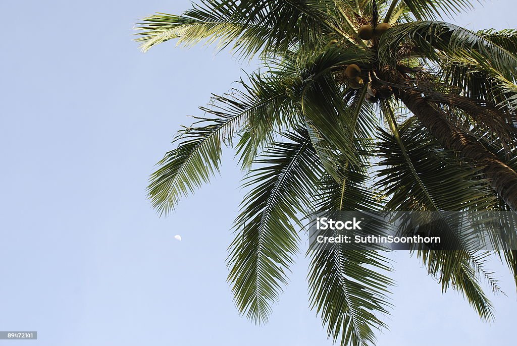 Palma contro il cielo blu - Foto stock royalty-free di Albero