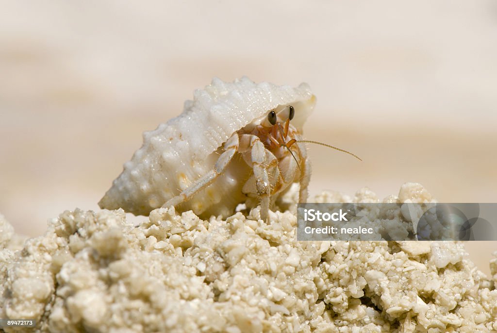 Crab - 로열티 프리 집게-게 스톡 사진